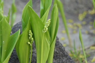 Delicate flowers Lilies of the valley with a long stem and a white head and wide leaves.