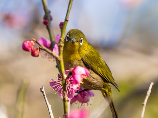 梅 plum メジロ white-eye