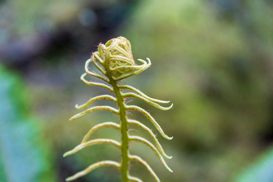 Ferns in forest near Kepler track in New Zealand