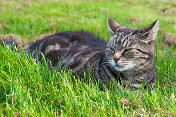 Naklejka na ściany i meble Cat sitting lazy on grass