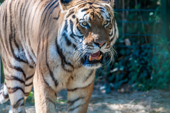 Tigre d'Asie photographié dans un parc animalier.