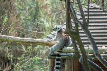 Zoo - lemurs