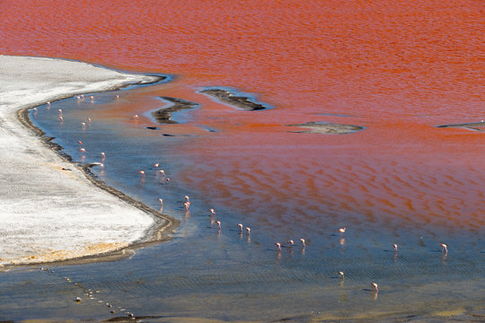 Stunning panoramic view of Laguna Colorada, in Bolivia