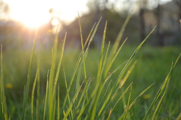 Fresh green grass with water droplet in sunshine(Shallow Dof)