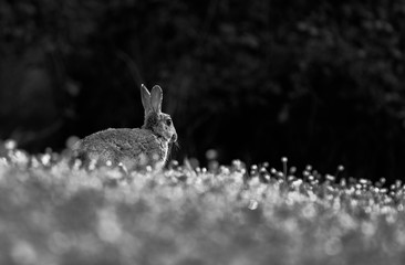 Rabbit in the field at sunrise in monochrome