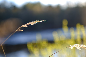 Single reed straw isolated with beautiful warm light with blurred background 