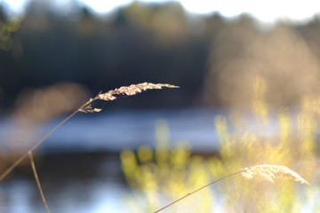 Single reed straw isolated with beautiful warm light with blurred background 