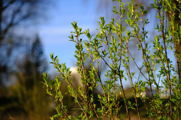 Green bush in nature isolate with a blurred background