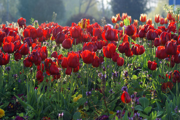 Purple colored tulips are in garden with green background.