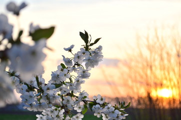 white cherry blossom in village sunset