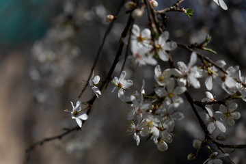 Prunus spinosa, called blackthorn or sloe, in full bloom on a sunny spring day.