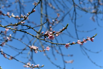 Pfirsichbaumblüte