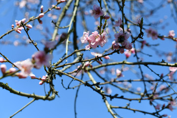 Pfirsichbaumblüte