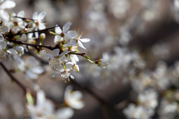 Prunus spinosa, called blackthorn or sloe, in full bloom on a sunny spring day.