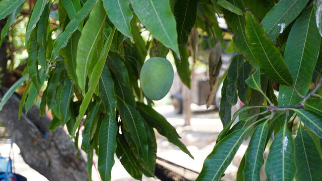 Planta de Mango en solar de una casa.