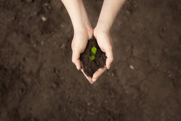 Female hands hold a handful of earth with a sprout