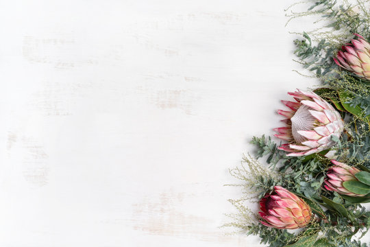 Beautiful decorative pink king protea flower surrounded by pink ice proteas and wattle leaves, creating a floral border on a rustic white background.