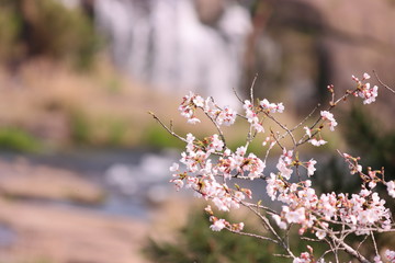 渓流の桜の開花