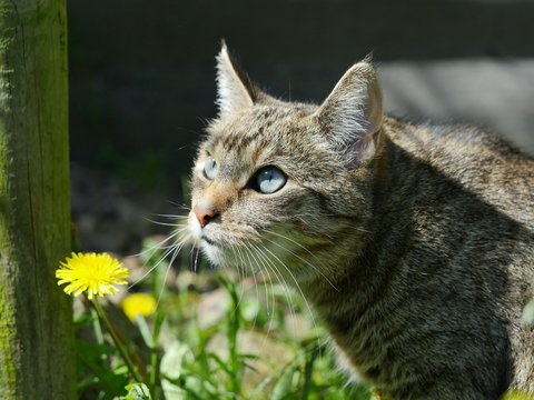 Close-up Of Cat By Yellow Dandelion