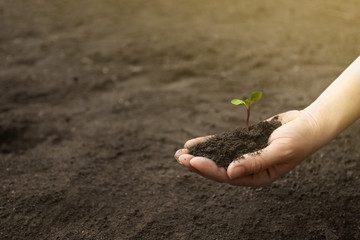 Female hands hold a handful of earth with a sprout
