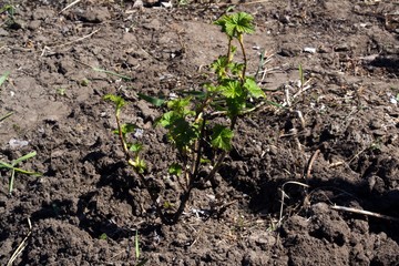 Bush of green currant in spring.