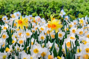 Flowerbed with blooming daffodils in  spring