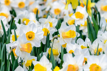 Flowerbed with blooming daffodils in  spring
