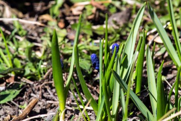 Little blue flowers. Background for booklet.