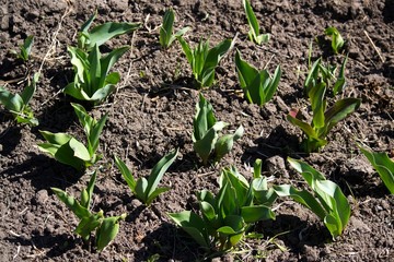 Spring flowers tulips. The appearance of the earth.