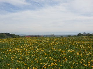 field of dandelions
