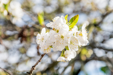Cherry tree flowers blooming at sunny day.