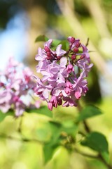 Lilac flowers / Oleaceae deciduous shrub