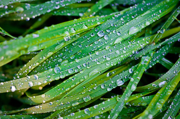 Morning dew on green grass lit by bright sunlight.