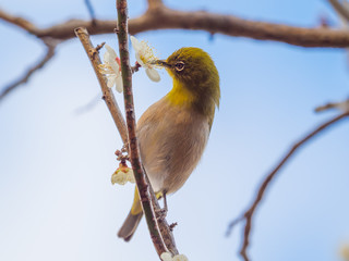 梅 plum メジロ white-eye