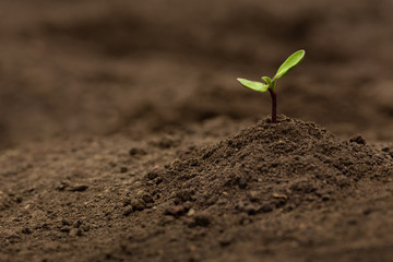 Green sprout grows on plowed land in the spring garden