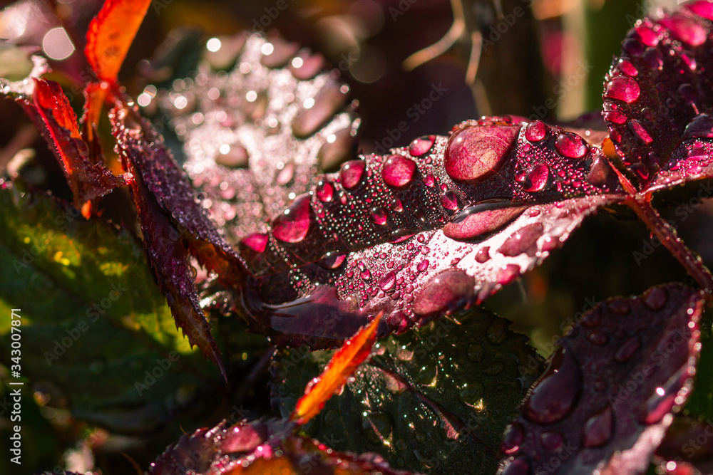 Poster water on rose leaves . close up, bokeh