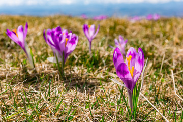Close-up of a blooming purple flower (Crocus scepusiensis) in a clearing in the mountains. Trailer of upcoming spring.