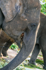 Elephant wild animals Pinnawela Sri Lanka