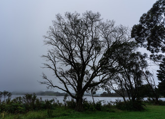 Dark tree at edge of misty lake
