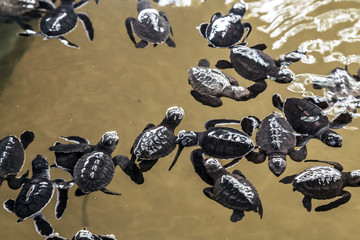 Green Sea Turtle Portrait. background ecosystem Sri Lanka.