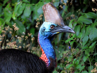 Portrait of the most dangerous bird in the world, the cassowary
