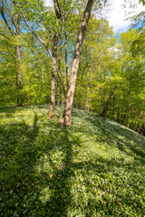 Blühender Bärlauch Wald