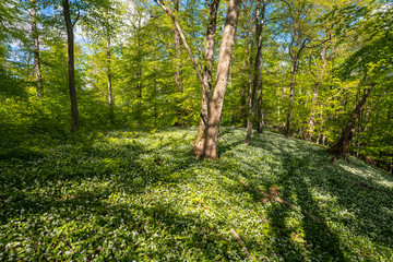 Blühender Bärlauch Wald
