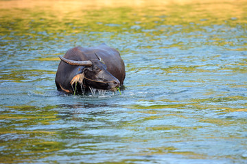 Fototapeta premium Big water buffalo taking bath in river