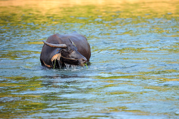 Big water buffalo taking bath in river