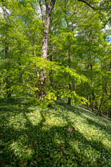 Fototapeta premium Blühender Bärlauch Wald