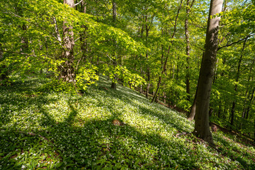 Blühender Bärlauch Wald