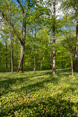 Fototapeta premium Blühender Bärlauch Wald