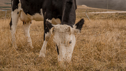 primer plano de una vaca