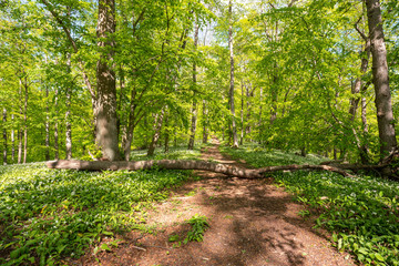 Blühender Bärlauch Wald